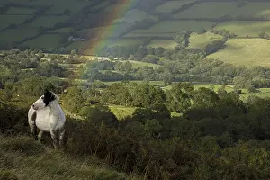 Rainbows: Welsh mountain pony, Herefordshire, England