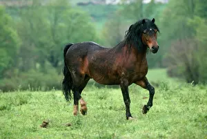 Moutain: Welsh Moutain Pony - type A Stallion
