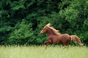 Moutain: Welsh Moutain Pony - type A Stallion