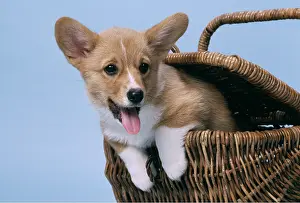 Pembroke: Welsh Pembroke Corgi DOG - in basket