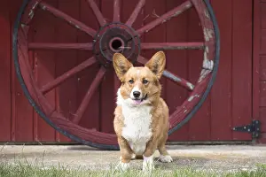 Cart: Welsh Pembroke corgi dog outdoors