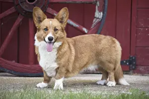 Cart: Welsh Pembroke corgi dog outdoors