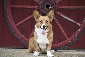 Cart: Welsh Pembroke corgi dog outdoors