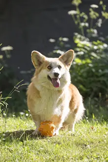 Pembrokeshire: Welsh Pembroke corgi dog outdoors