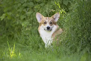 Pembrokeshire: Welsh Pembroke corgi dog outdoors