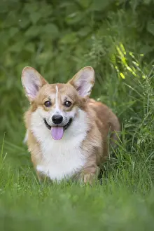 Pembrokeshire: Welsh Pembroke corgi dog outdoors