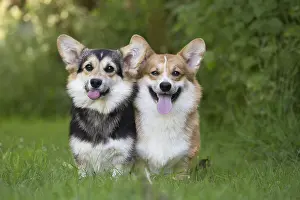 Pembrokeshire: Welsh Pembroke corgi dog outdoors