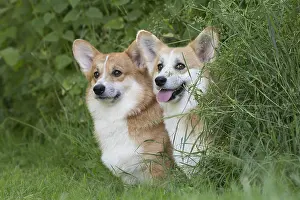 Pembrokeshire: Welsh Pembroke corgi dog outdoors