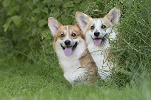 Pembrokeshire: Welsh Pembroke corgi dog outdoors