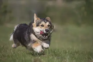 Pembrokeshire: Welsh Pembroke corgi dog outdoors