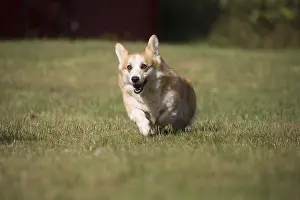 Pembrokeshire: Welsh Pembroke corgi dog outdoors