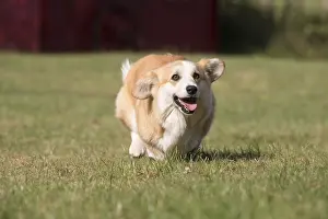 Pembrokeshire: Welsh Pembroke corgi dog outdoors
