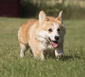 Pembrokeshire: Welsh Pembroke corgi dog outdoors