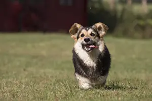 Pembrokeshire: Welsh Pembroke corgi dog outdoors