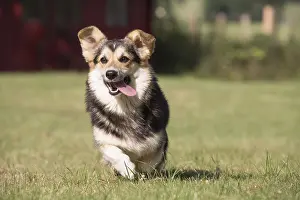 Pembrokeshire: Welsh Pembroke corgi dog outdoors