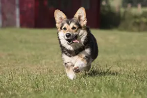 Pembrokeshire: Welsh Pembroke corgi dog outdoors