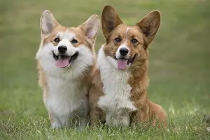 Pembrokeshire: Welsh Pembroke corgi dog outdoors