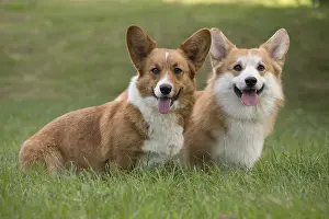 Pembrokeshire: Welsh Pembroke corgi dog outdoors