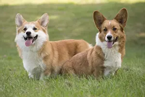 Pembrokeshire: Welsh Pembroke corgi dog outdoors