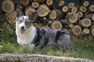 Pembrokeshire: Welsh Pembroke corgi dog outdoors