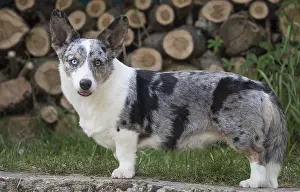 Pembrokeshire: Welsh Pembroke corgi dog outdoors