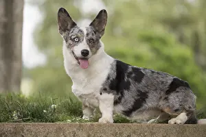 Pembrokeshire: Welsh Pembroke corgi dog outdoors