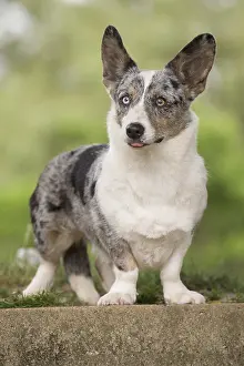 Pembrokeshire: Welsh Pembroke corgi dog outdoors