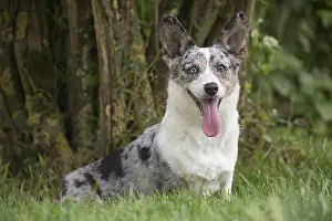 Pembrokeshire: Welsh Pembroke corgi dog outdoors