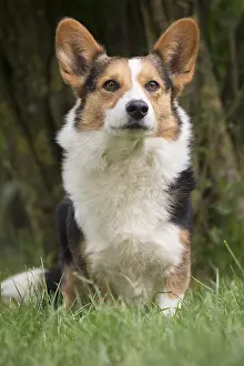 Pembrokeshire: Welsh Pembroke corgi dog outdoors