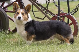 Pembrokeshire: Welsh Pembroke corgi dog outdoors