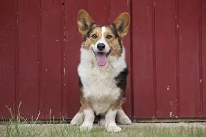 Pembrokeshire: Welsh Pembroke corgi dog outdoors