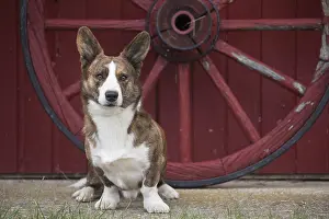 Pembroke: Welsh Pembroke corgi dog outdoors