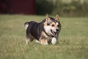 Pembroke: Welsh Pembroke corgi dog outdoors