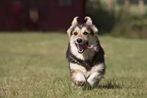 Pembroke: Welsh Pembroke corgi dog outdoors