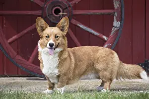 Pembroke: Welsh Pembroke corgi dog outdoors