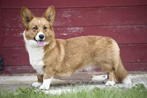Pembroke: Welsh Pembroke corgi dog outdoors