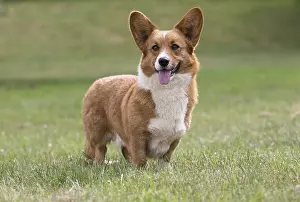 Pembroke: Welsh Pembroke corgi dog outdoors