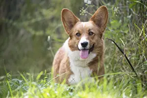 Pembroke: Welsh Pembroke corgi dog outdoors