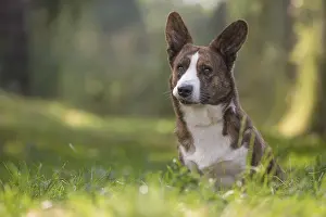 Pembroke: Welsh Pembroke corgi dog outdoors