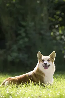 Pembroke: Welsh Pembroke corgi dog outdoors