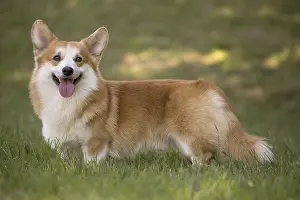 Pembroke: Welsh Pembroke corgi dog outdoors