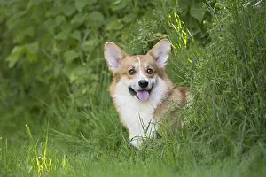 Pembroke: Welsh Pembroke corgi dog outdoors