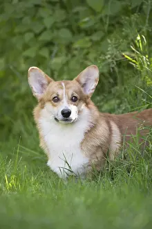 Pembroke: Welsh Pembroke corgi dog outdoors