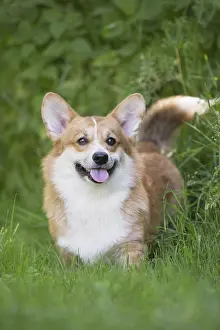 Pembroke: Welsh Pembroke corgi dog outdoors