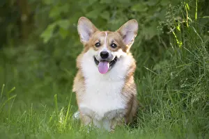 Pembroke: Welsh Pembroke corgi dog outdoors