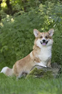 Pembroke: Welsh Pembroke corgi dog outdoors