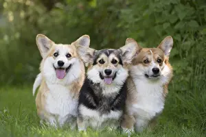 Pembroke: Welsh Pembroke corgi dog outdoors