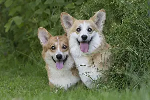 Pembroke: Welsh Pembroke corgi dog outdoors