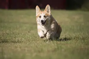 Pembroke: Welsh Pembroke corgi dog outdoors