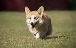 Pembroke: Welsh Pembroke corgi dog outdoors